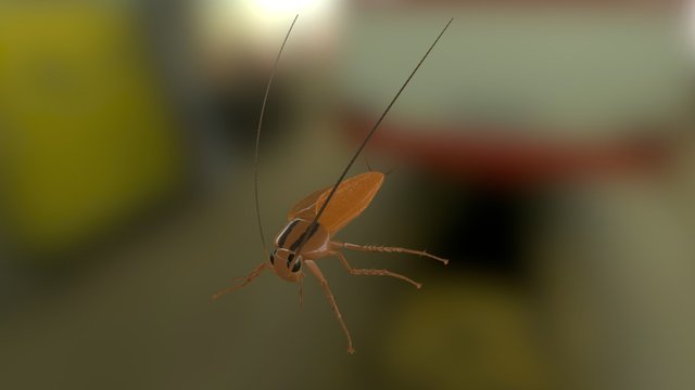 German Cockroach 3D Model