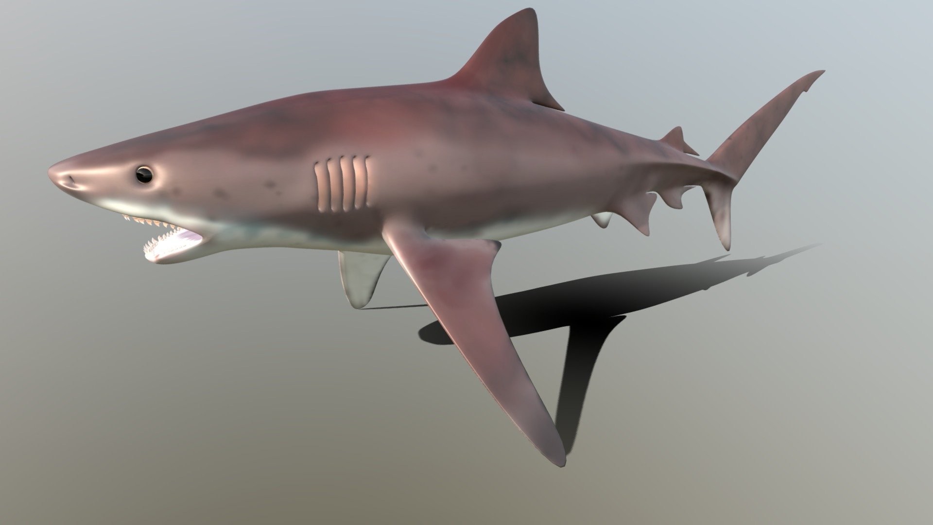 Tger Shark - 3D model by Artjomka81 [32f378c] - Sketchfab