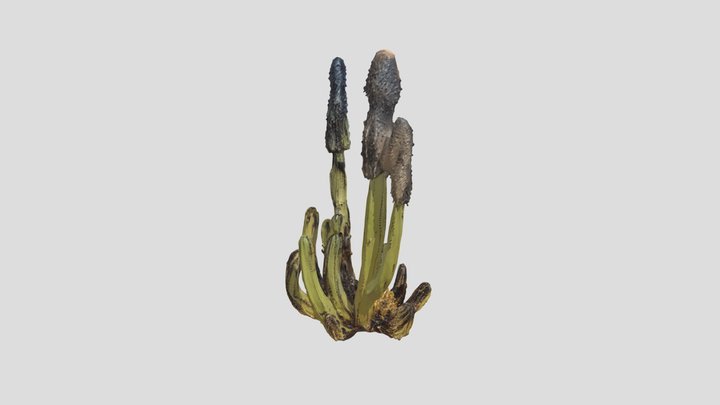 Cabeza de viejo 3D Model
