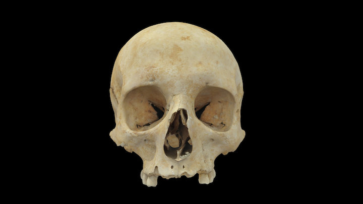 Skull 3D Model