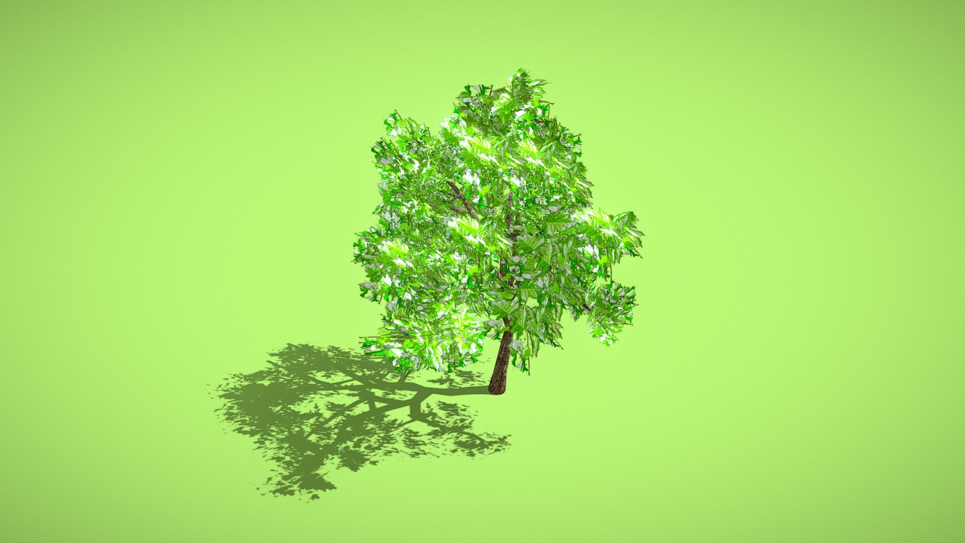 Hawthorn Tree