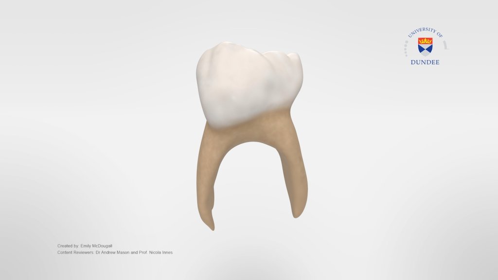 Primary Mandibular First Molar