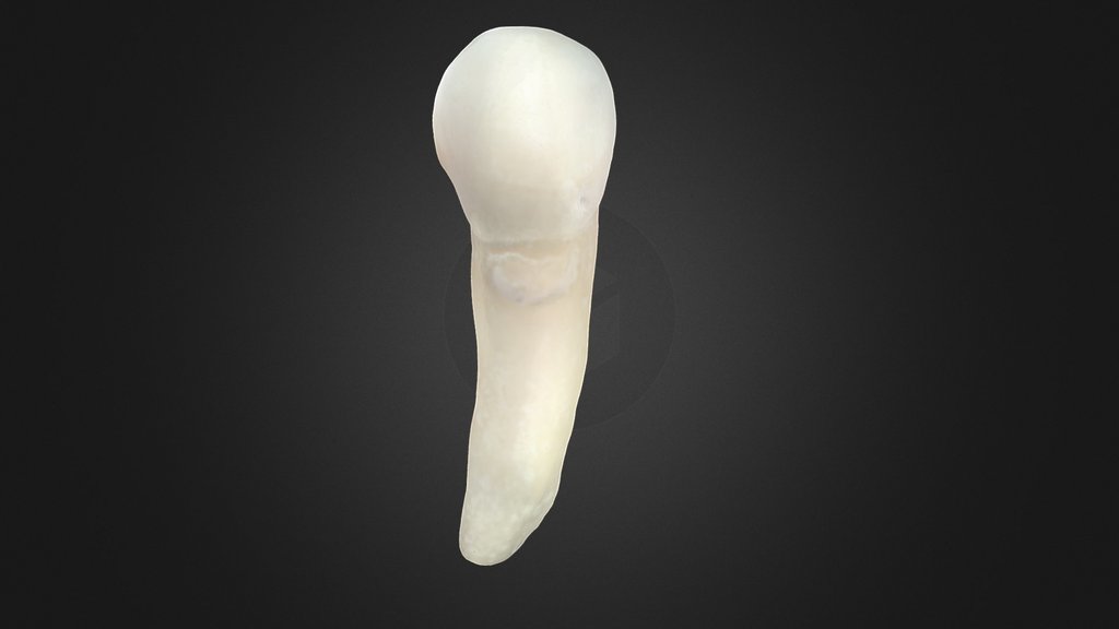 Human teeth - A 3D model collection by alvaro.ortiz (@alvarosaurus ...
