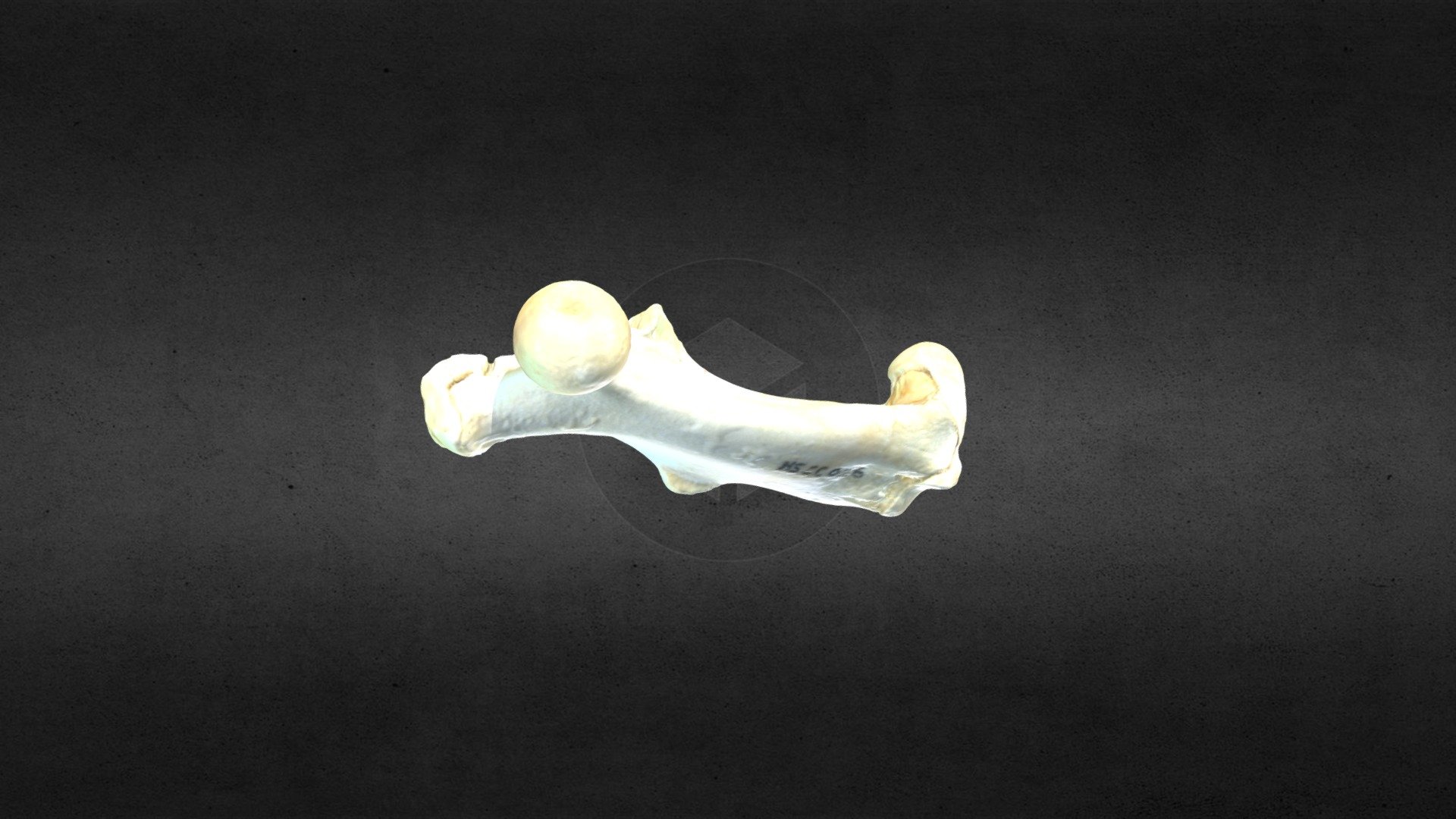 MSCC026 Castor canadensis Right Femur