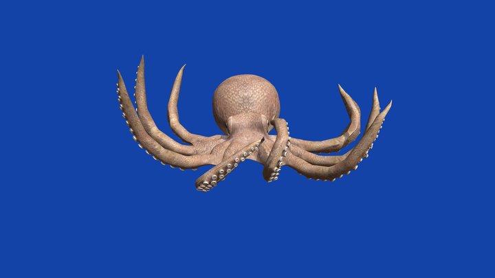Octopus – Free 3D Model STL