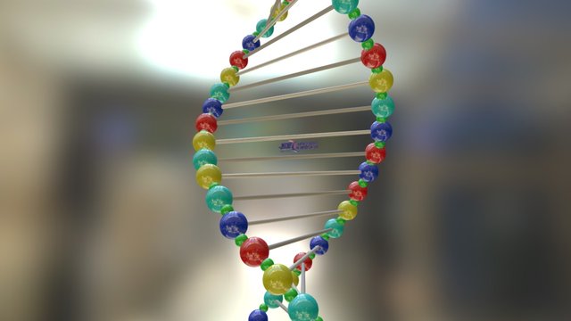 Ácido desoxirribonucleico  ADN 3D Model
