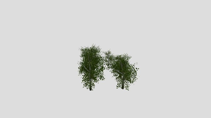 SM_BirchTrees 3D Model