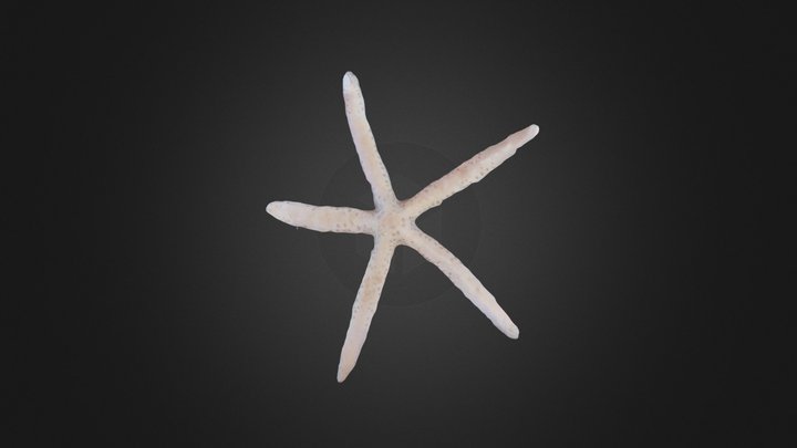 Starfish 3D Model