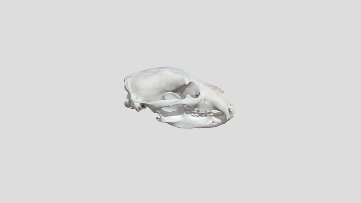 Grizzly Bear Skull 3D Model