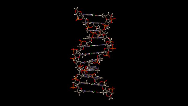 B-DNA 3D Model