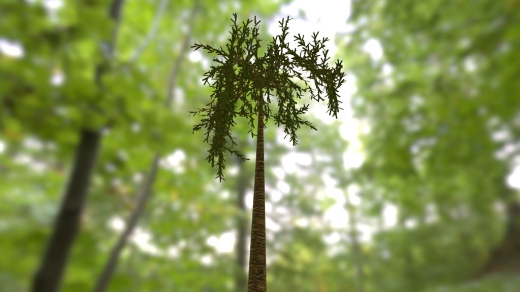 Palm Tree