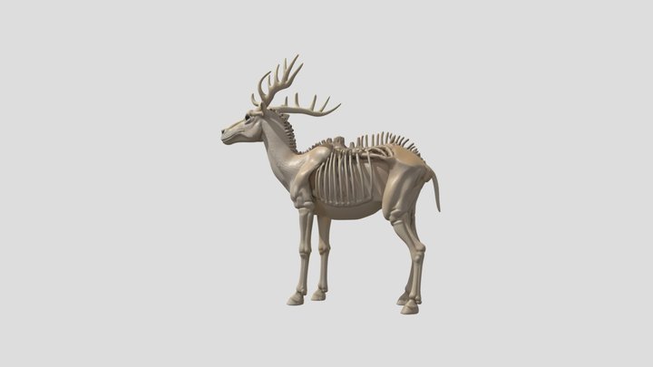 alce_ adulto_reino 3D Model