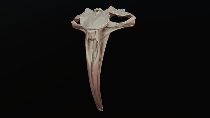 Northern right whale skull part