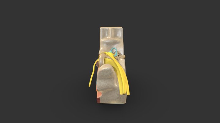 Ear_Model 3D Model