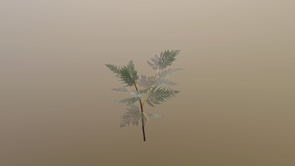 Fern - First Pass