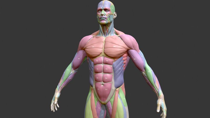 Écorché Male Musclenames Anatomy 3D Model