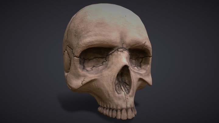 Human Skull