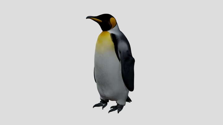 King Penguin 3D Model