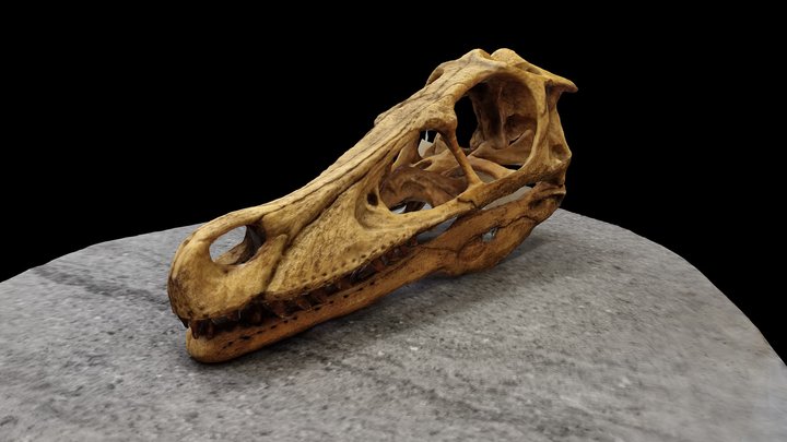 Raptor 3D Model