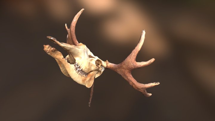 Moose Skull 3D Model