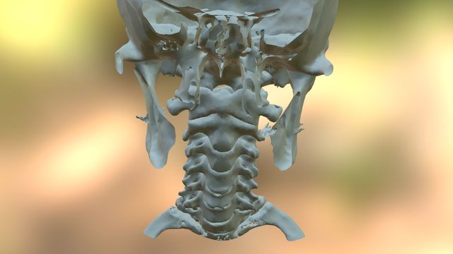 Cervical Spine 3D Model