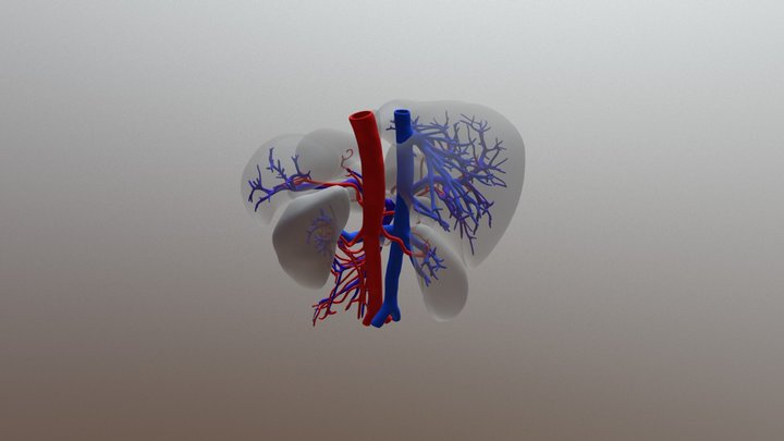Vascular Anatomy of Intra-abdominal organs 3D Model