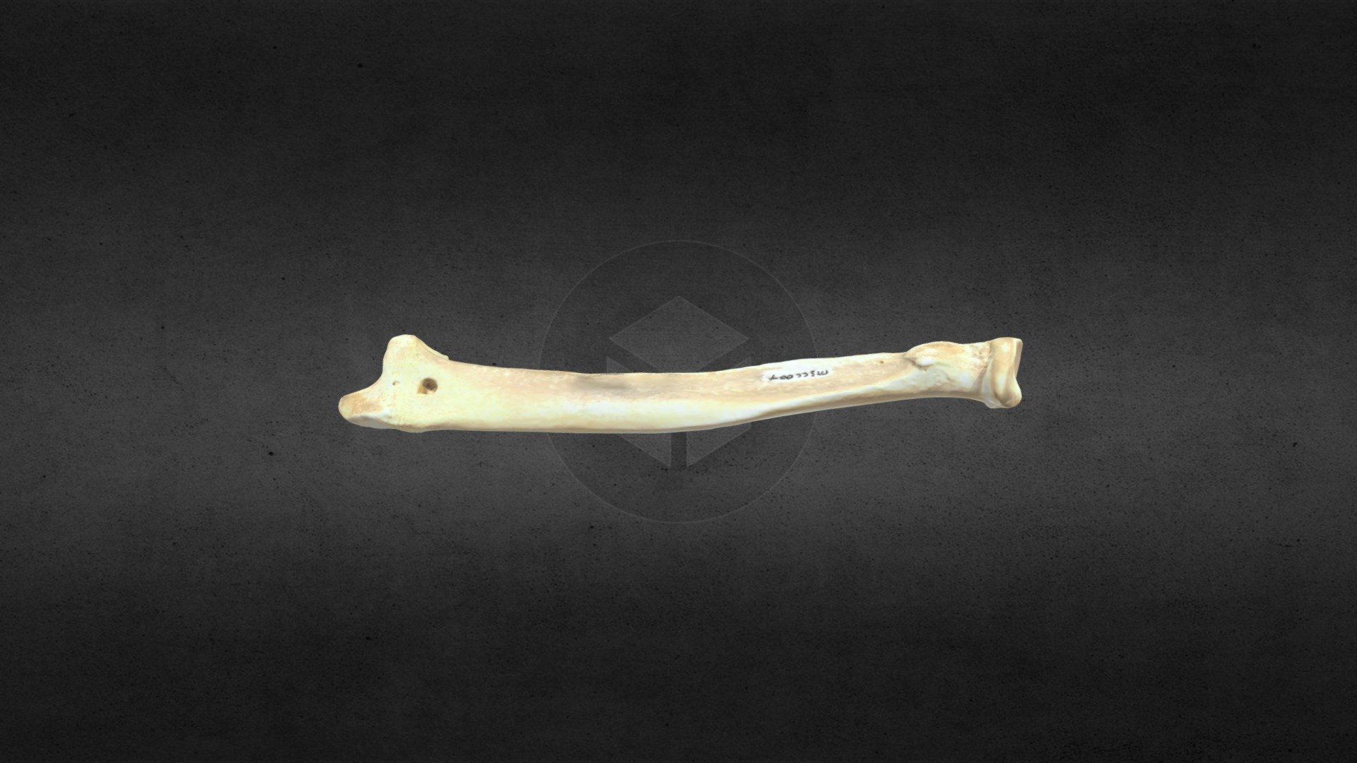 MSCC007 Ursus americanus Right Radius