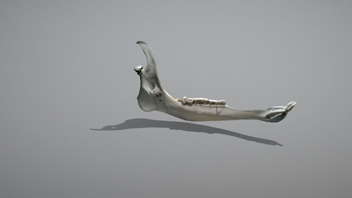 Mandíbula de venado 3D Model