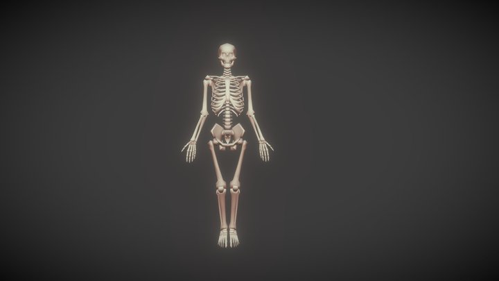 Human Skeleton 3d model free download 3D Model