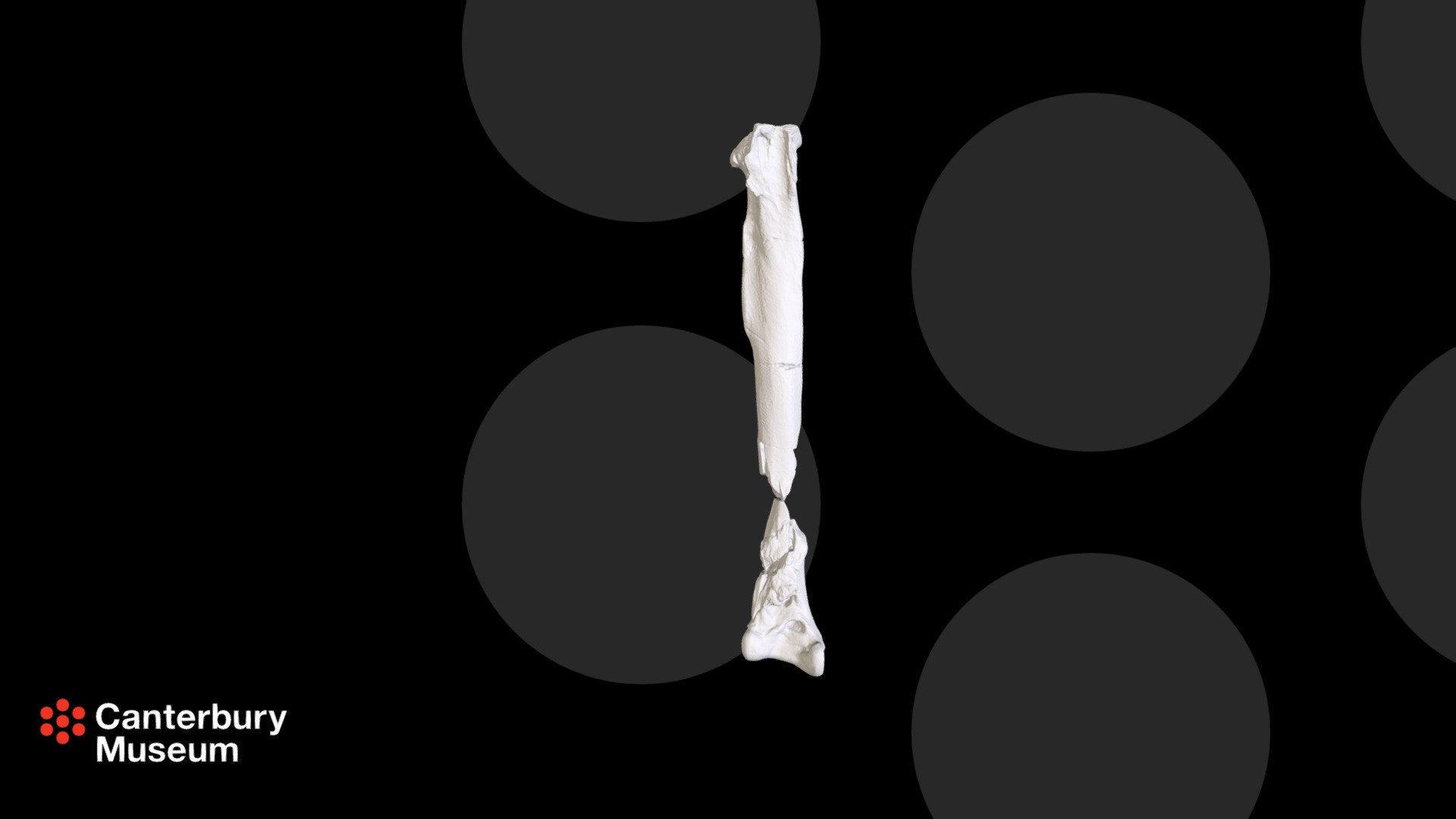 Waimanu manneringi tibiotarsus fragments