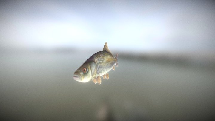 Fish 3d 3D Model