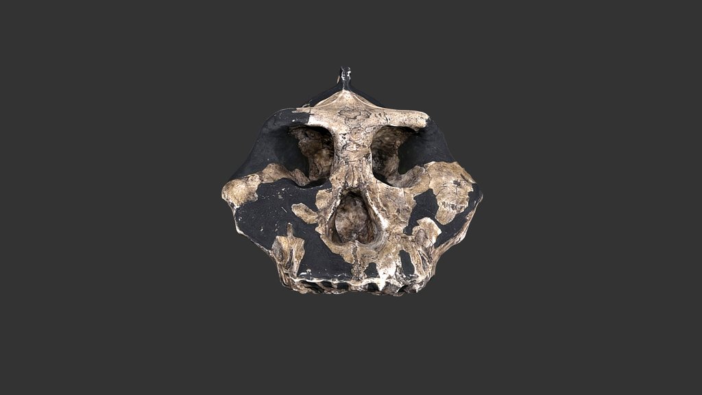 Paranthropus aethiopicus (2501.1rp19)