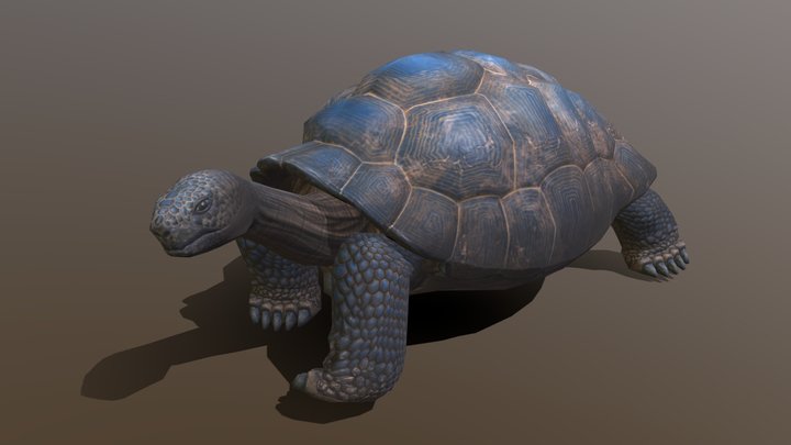Galapagos Tortoise 3D Model