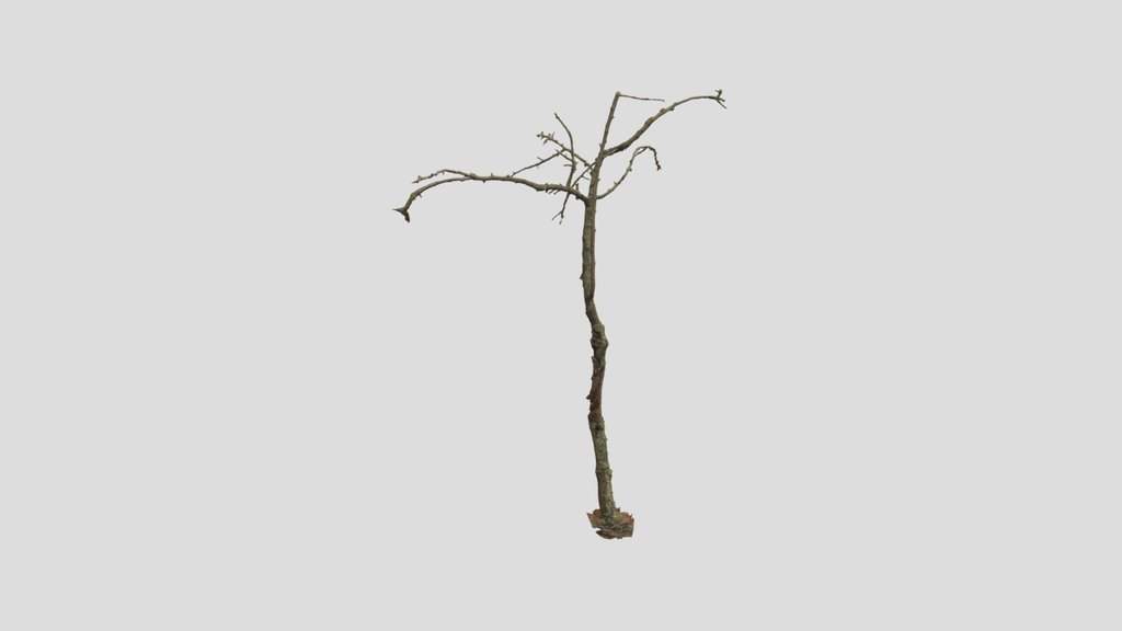 Dead Tree Dry Pbr Scan 02