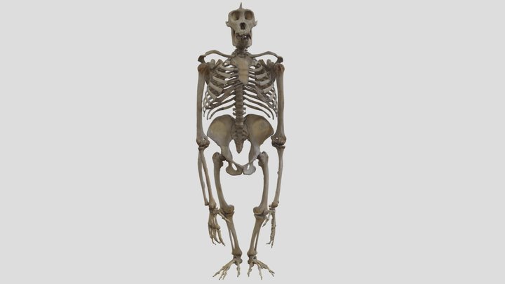 Squelette entier de Gorille 3D Model