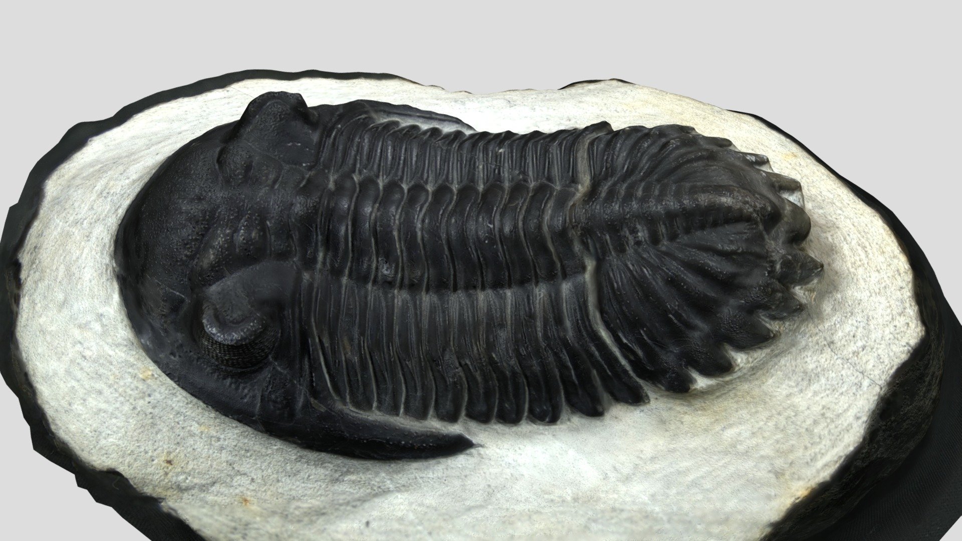 Trilobite - Hollardops mesocristata