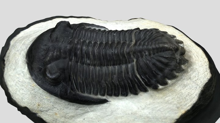 Trilobite - Hollardops mesocristata 3D Model