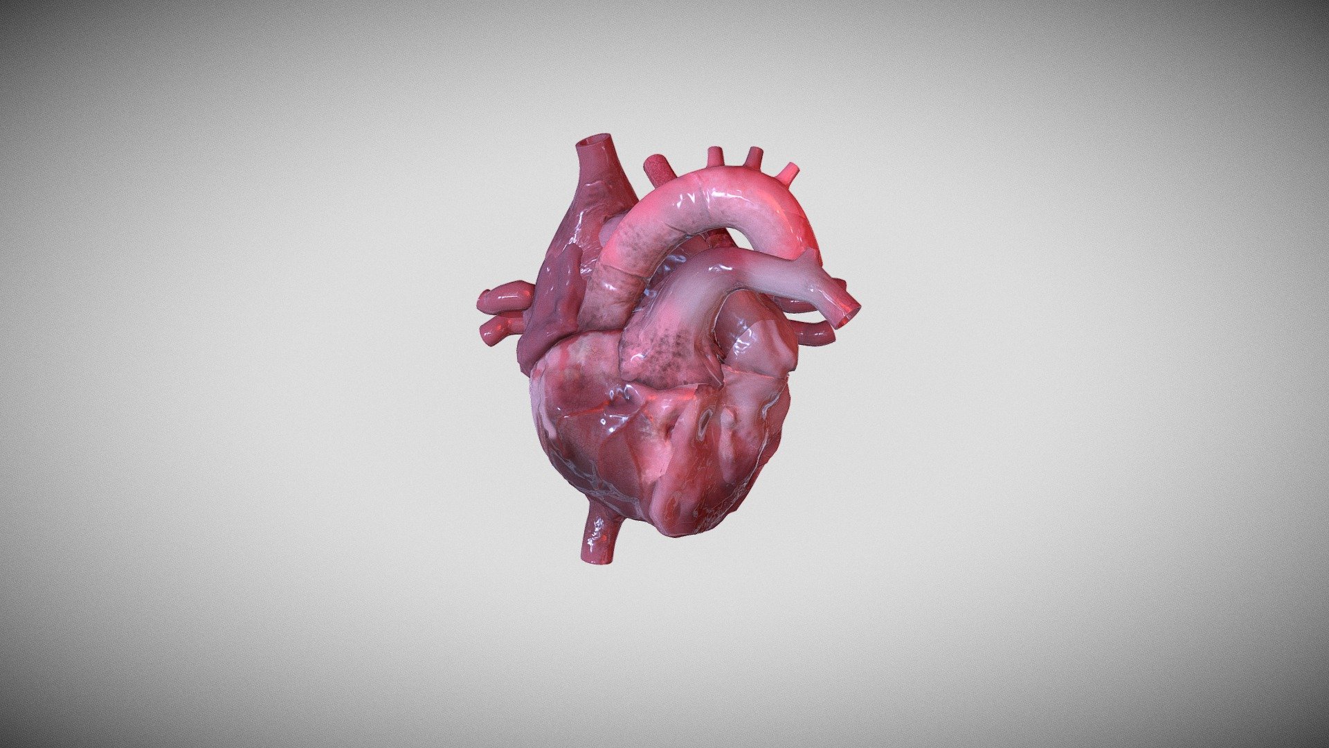 Human heart - Download Free 3D model by Freddan755 (@Freddan755) [3342c8c]