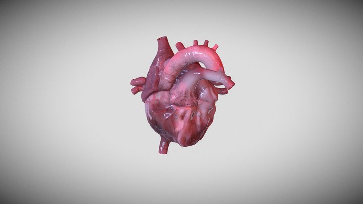 Human heart 3D Model