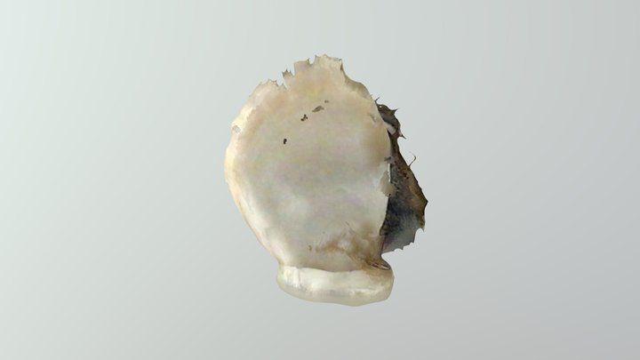 Shells 3D Model