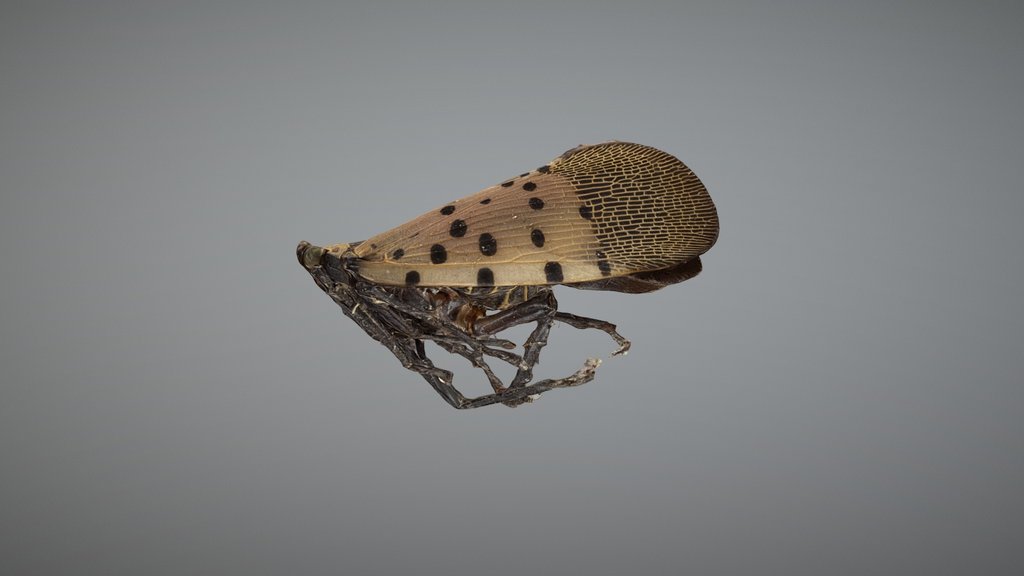 Spotted Lanternfly male