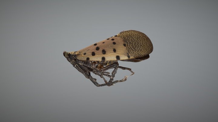 Spotted Lanternfly male – Free 3D Model STL