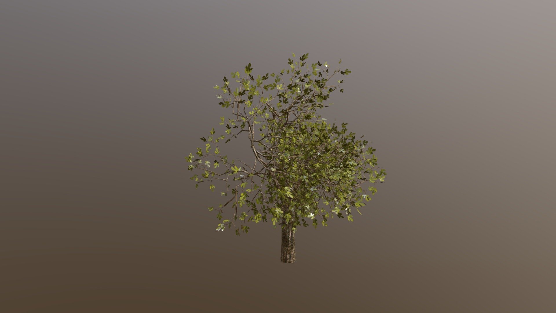 Tree_40_a - 3D model by JohnBelding [3349962] - Sketchfab