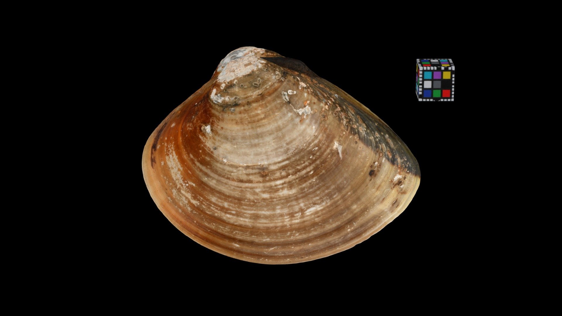 CC0 ハマグリ Japanese Hard Clam, Meretrix lusoria — Sketchfab embed 3D viewer