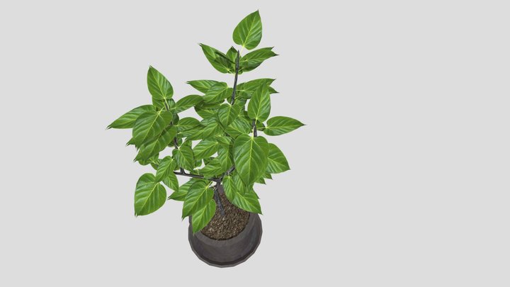 plant model 3D Model