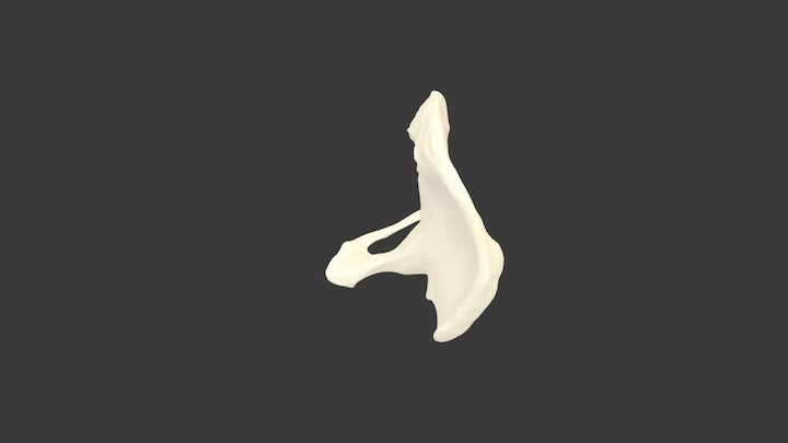 Os Coxa 3D Model