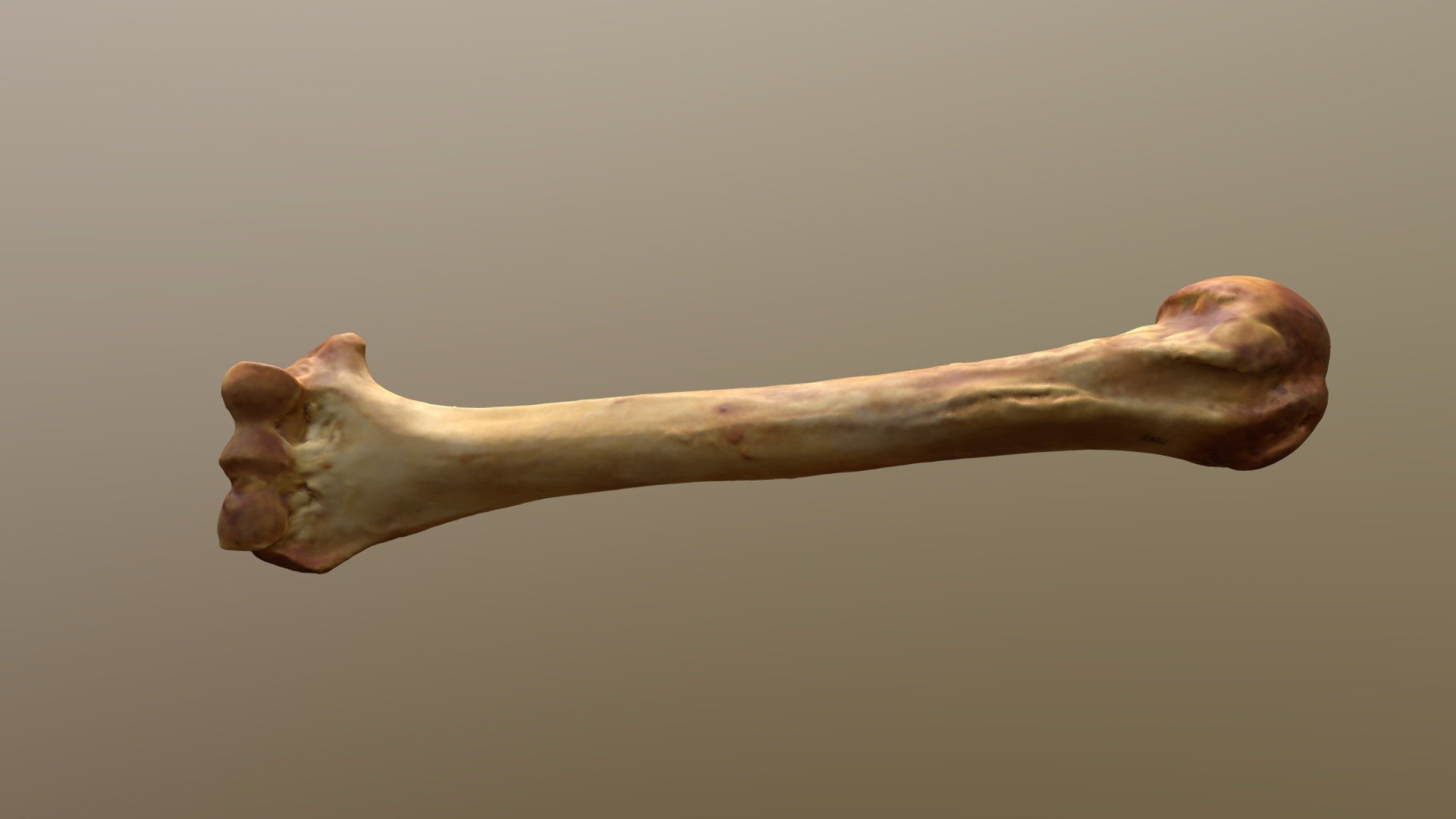 Gorilla Humerus (VCU_3D_4319)