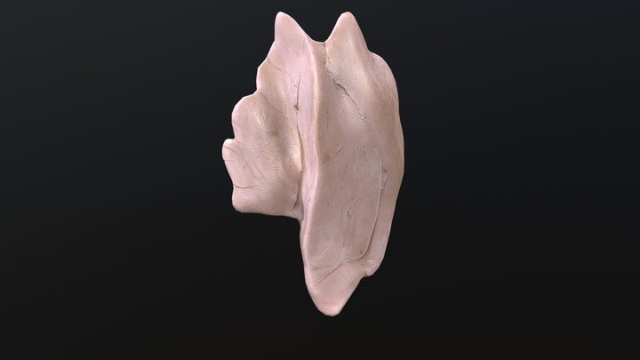 胸腺 3D Model