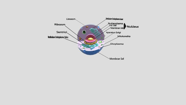 organel Sel 3D Model