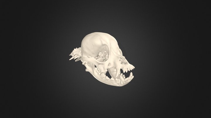 Brachycephalic Canine Skull 3D Model